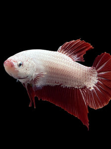 GIANT Male Halfmoon Plakat - Red Dragon #0093 - Live Betta Fish