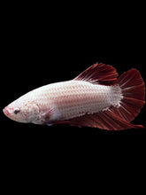 Load image into Gallery viewer, GIANT Male Halfmoon Plakat - Red Dragon #0093 - Live Betta Fish
