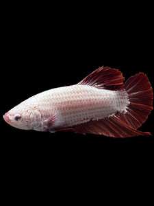 GIANT Male Halfmoon Plakat - Red Dragon #0093 - Live Betta Fish