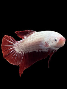 GIANT Male Halfmoon Plakat - Red Dragon #0093 - Live Betta Fish