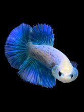 Load image into Gallery viewer, TOP GRADE Female Halfmoon - Two Tone #0094 - Live Betta Fish
