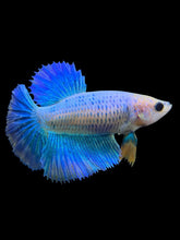 Load image into Gallery viewer, TOP GRADE Female Halfmoon - Two Tone #0094 - Live Betta Fish
