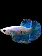 Load image into Gallery viewer, TOP GRADE Female Halfmoon - Two Tone #0094 - Live Betta Fish
