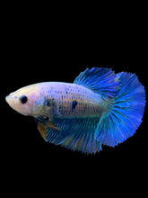 Load image into Gallery viewer, TOP GRADE Female Halfmoon - Two Tone #0094 - Live Betta Fish
