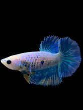 Load image into Gallery viewer, TOP GRADE Female Halfmoon - Two Tone #0094 - Live Betta Fish
