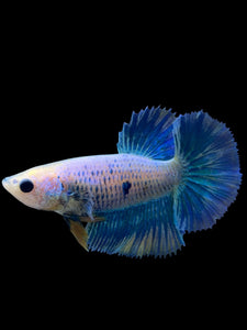 TOP GRADE Female Halfmoon - Two Tone #0094 - Live Betta Fish