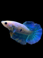 Load image into Gallery viewer, TOP GRADE Female Halfmoon - Two Tone #0094 - Live Betta Fish
