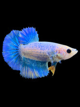 Load image into Gallery viewer, TOP GRADE Female Halfmoon - Two Tone #0094 - Live Betta Fish
