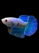 Load image into Gallery viewer, TOP GRADE Female Halfmoon - Two Tone #0094 - Live Betta Fish
