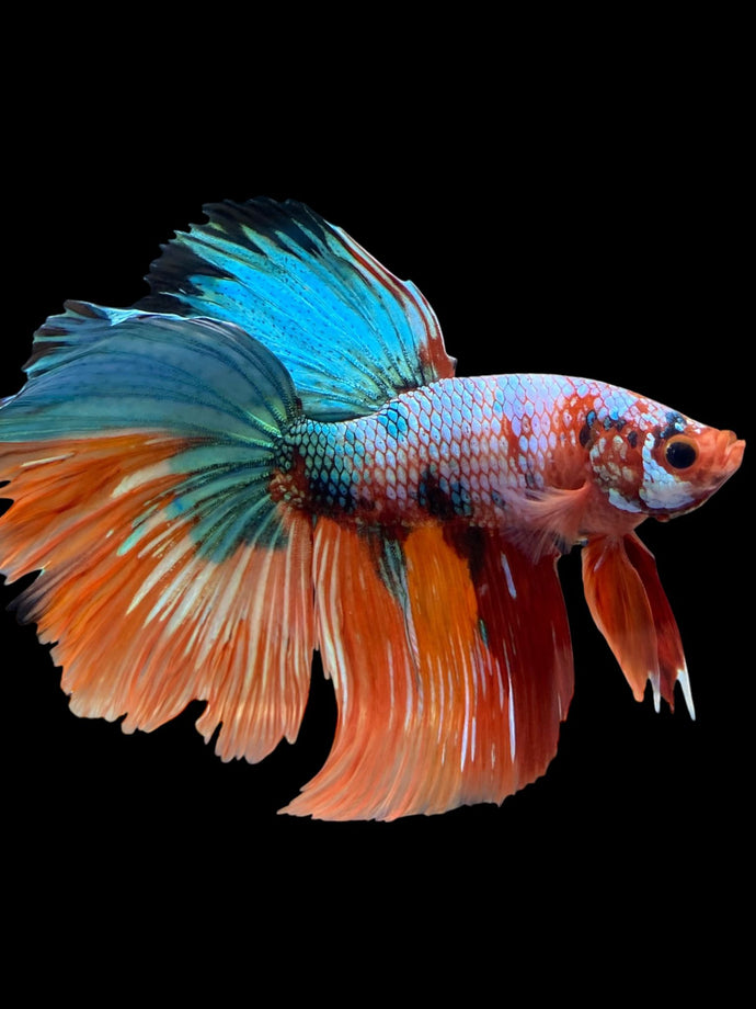 RARE GIANT Male Halfmoon - Galaxy #0095 - Live Betta Fish