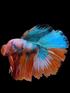 RARE GIANT Male Halfmoon - Galaxy #0095 - Live Betta Fish