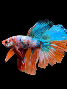 RARE GIANT Male Halfmoon - Galaxy #0095 - Live Betta Fish