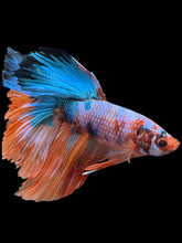 Load image into Gallery viewer, RARE GIANT Male Halfmoon - Galaxy #0095 - Live Betta Fish
