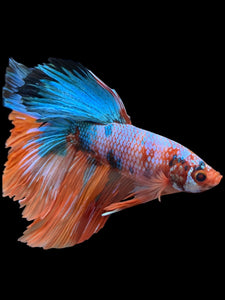 RARE GIANT Male Halfmoon - Galaxy #0095 - Live Betta Fish