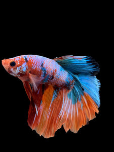 RARE GIANT Male Halfmoon - Galaxy #0095 - Live Betta Fish