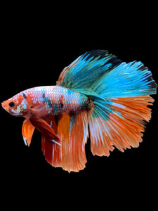 RARE GIANT Male Halfmoon - Galaxy #0095 - Live Betta Fish