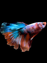 Load image into Gallery viewer, RARE GIANT Male Halfmoon - Galaxy #0095 - Live Betta Fish
