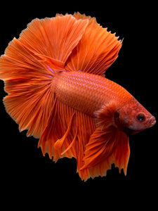 Male Halfmoon - Super Red #0098 - Live Betta Fish