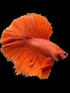 Male Halfmoon - Super Red #0098 - Live Betta Fish