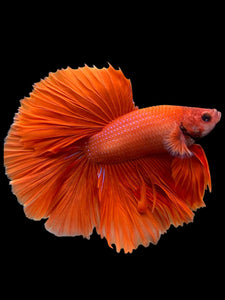 Male Halfmoon - Super Red #0098 - Live Betta Fish