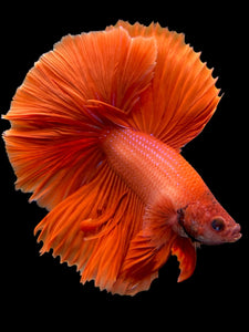 Male Halfmoon - Super Red #0098 - Live Betta Fish