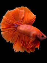 Load image into Gallery viewer, Male Halfmoon - Super Red #0098 - Live Betta Fish
