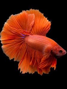 Male Halfmoon - Super Red #0098 - Live Betta Fish