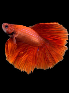 Male Halfmoon - Super Red #0098 - Live Betta Fish