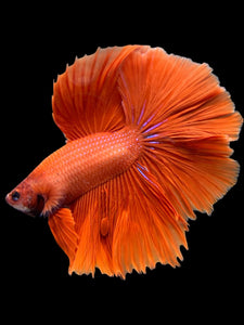 Male Halfmoon - Super Red #0098 - Live Betta Fish