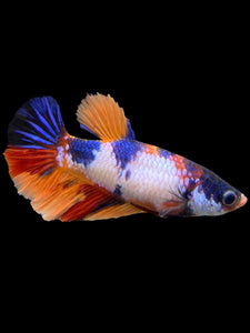 TOP GRADE Female Halfmoon - Candy #0099 - Live Betta Fish