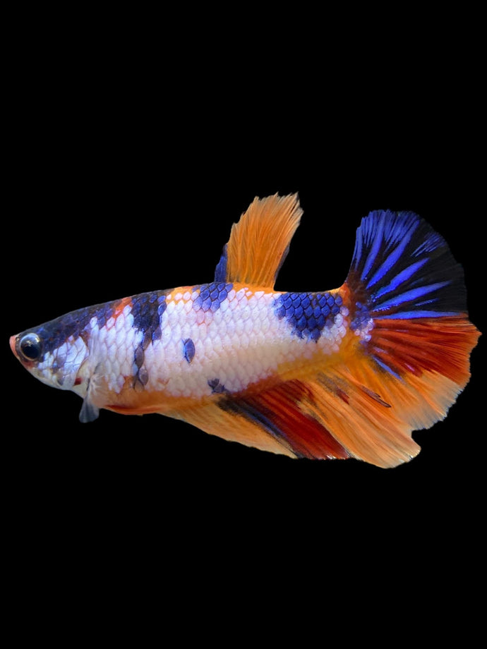 TOP GRADE Female Halfmoon - Candy #0099 - Live Betta Fish