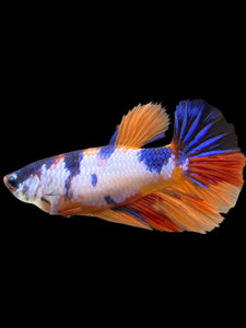 TOP GRADE Female Halfmoon - Candy #0099 - Live Betta Fish