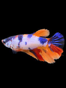 TOP GRADE Female Halfmoon - Candy #0099 - Live Betta Fish