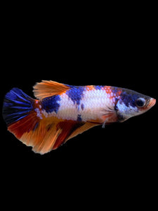 TOP GRADE Female Halfmoon - Candy #0099 - Live Betta Fish