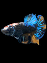 Load image into Gallery viewer, Male Halfmoon Plakat - Blue Avatar #009 - Live Betta Fish
