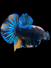 Load image into Gallery viewer, Male Halfmoon Plakat - Blue Avatar #009 - Live Betta Fish
