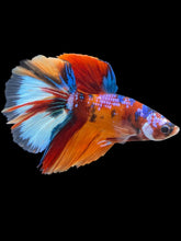 Load image into Gallery viewer, Male Halfmoon - Galaxy #010 - Live Betta Fish
