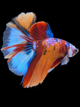 Load image into Gallery viewer, Male Halfmoon - Galaxy #010 - Live Betta Fish
