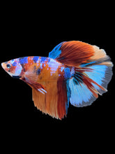 Load image into Gallery viewer, Male Halfmoon - Galaxy #010 - Live Betta Fish
