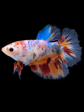 Load image into Gallery viewer, TOP GRADE Female Halfmoon - Galaxy #011 - Live Betta Fish
