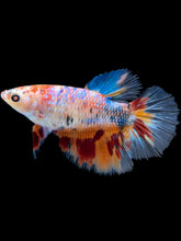 Load image into Gallery viewer, TOP GRADE Female Halfmoon - Galaxy #011 - Live Betta Fish
