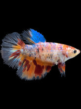 Load image into Gallery viewer, TOP GRADE Female Halfmoon - Galaxy #011 - Live Betta Fish
