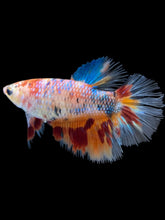 Load image into Gallery viewer, TOP GRADE Female Halfmoon - Galaxy #011 - Live Betta Fish
