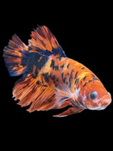 Load image into Gallery viewer, GIANT Male Halfmoon Plakat - Galaxy #012 - Live Betta Fish (DAMAGE TAIL)
