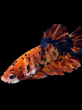 Load image into Gallery viewer, GIANT Male Halfmoon Plakat - Galaxy #012 - Live Betta Fish (DAMAGE TAIL)
