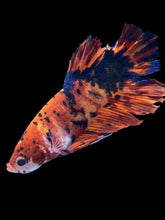 Load image into Gallery viewer, GIANT Male Halfmoon Plakat - Galaxy #012 - Live Betta Fish (DAMAGE TAIL)
