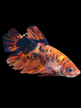 Load image into Gallery viewer, GIANT Male Halfmoon Plakat - Galaxy #012 - Live Betta Fish (DAMAGE TAIL)
