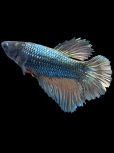 Load image into Gallery viewer, TOP GRADE Female Halfmoon - Fancy Copper #013 - Live Betta Fish
