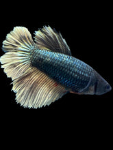 Load image into Gallery viewer, TOP GRADE Female Halfmoon - Fancy Copper #013 - Live Betta Fish
