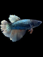 Load image into Gallery viewer, TOP GRADE Female Halfmoon - Fancy Copper #013 - Live Betta Fish
